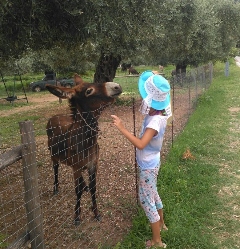 Thassos Donkeys-Skála Potamiás必去景点