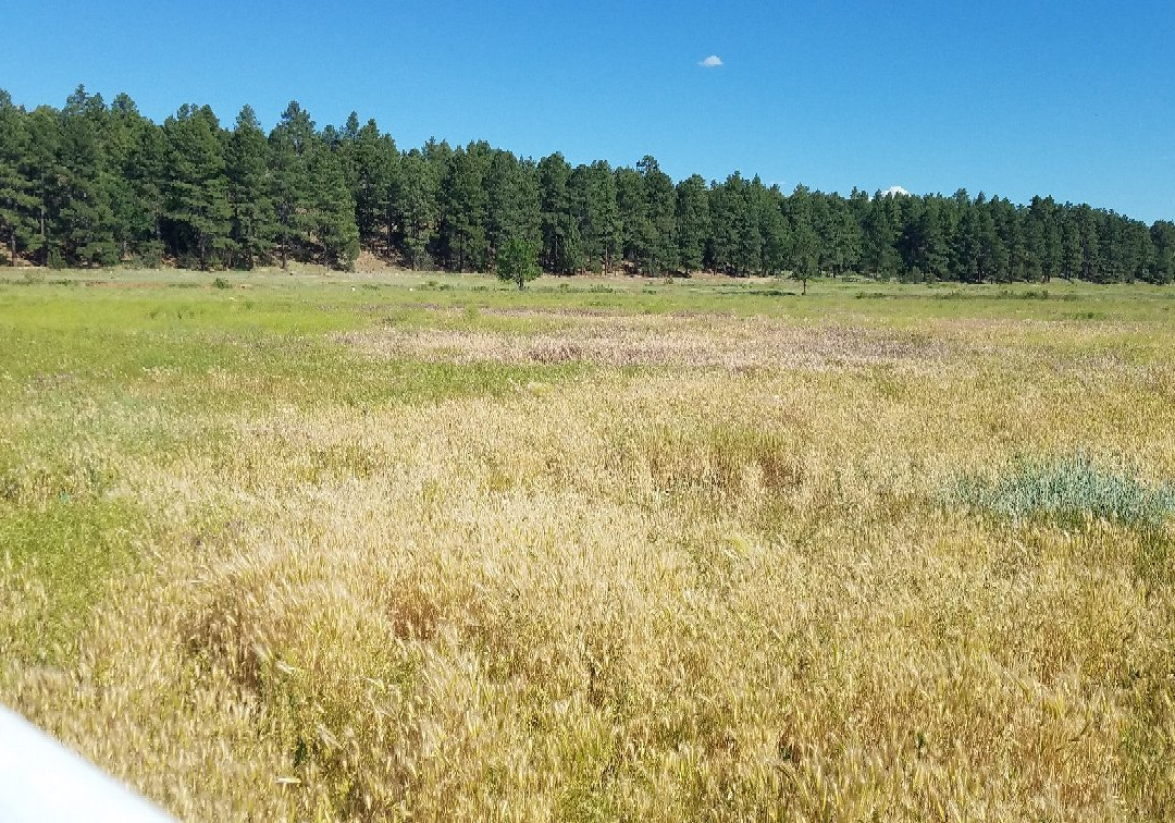 Show Low Bluff Trail-肖洛必去景点