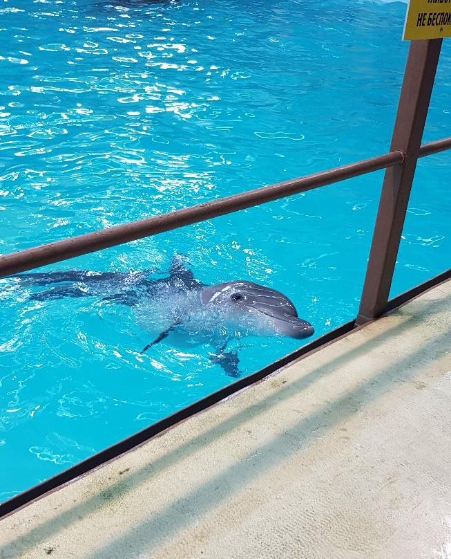 Gelendzhik Dolphinarium-Gelendzhik必去景点