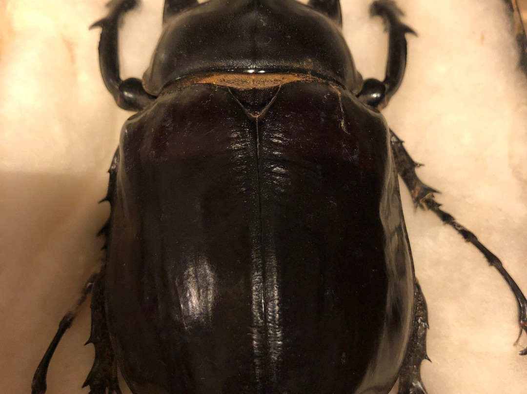 Museo Municipal Dr. Bautista Rebuffo-科洛尼亚·德尔萨克拉门托城必去景点