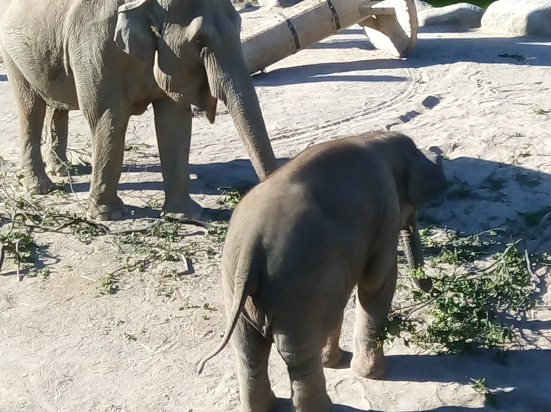 哥本哈根动物园-腓特烈堡必去景点