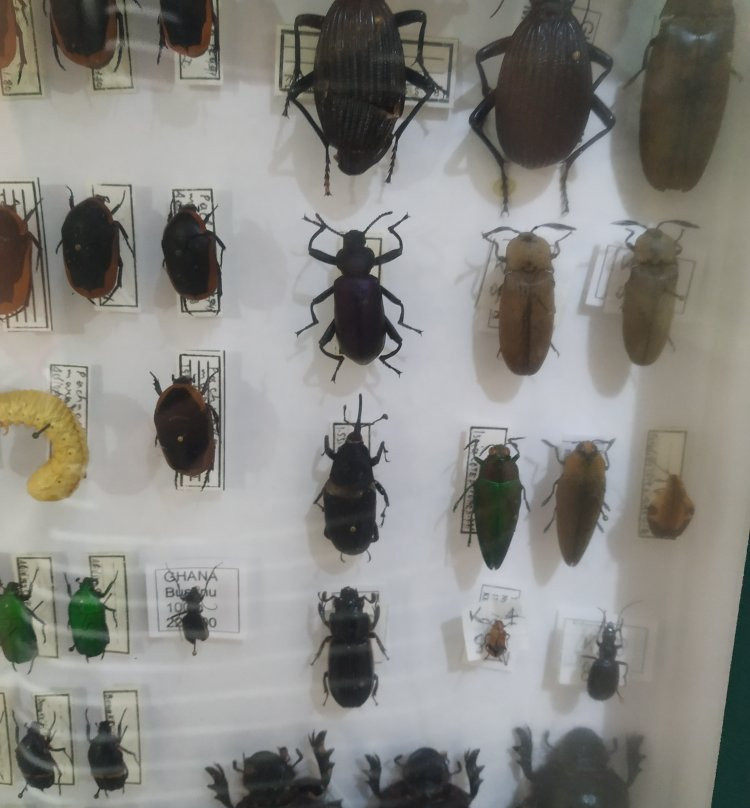 Entomological Museum of Volos-沃洛斯必去景点