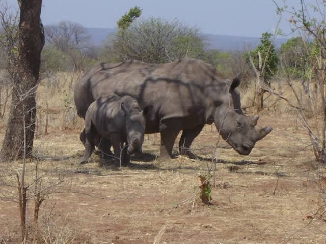 Livingstone Rhino Safaris-李文斯顿必去景点