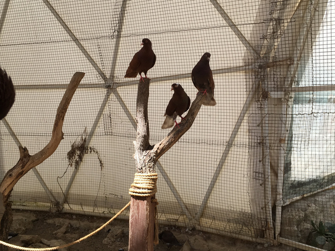 Bird Park Dinoteriy Koktebel-Koktebel必去景点