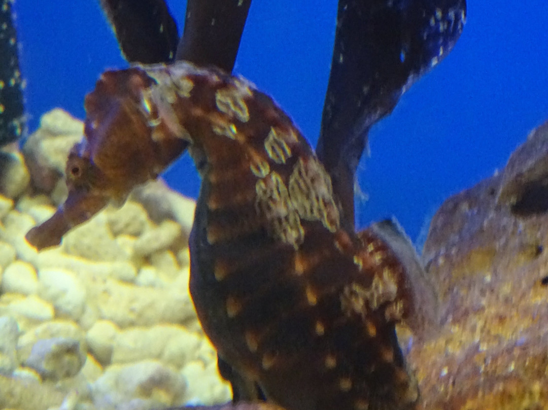 Sea Life Blankenberge-布朗肯堡必去景点