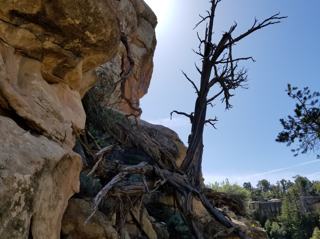 Petroglyph Point Hike-梅萨维德国家公园必去景点