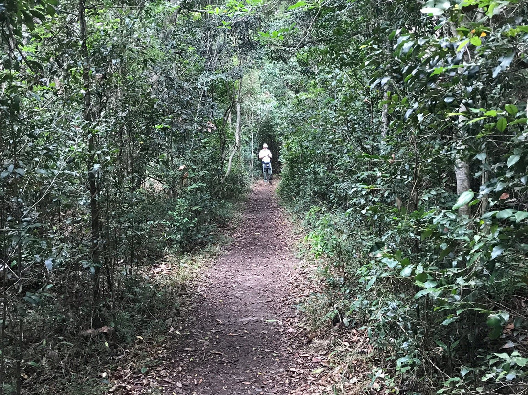 Iluka Rainforest Walking Track景点图片