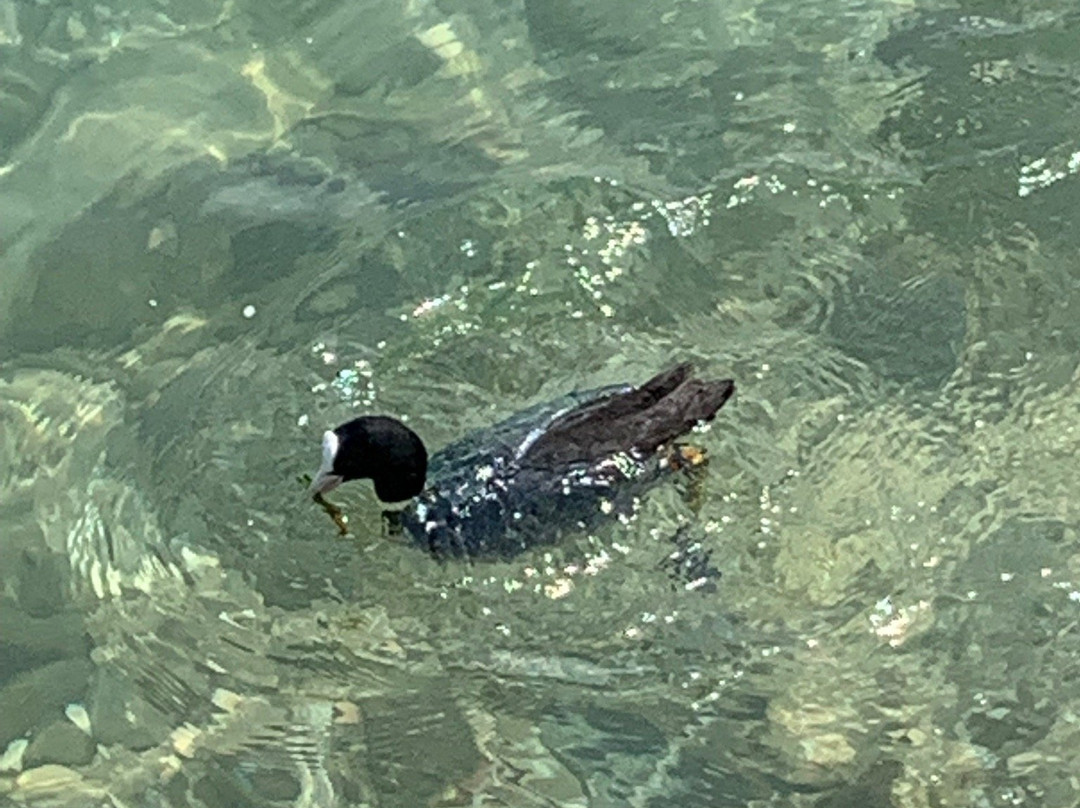 Spiaggia Rivoltella-代森扎诺-德尔加达必去景点
