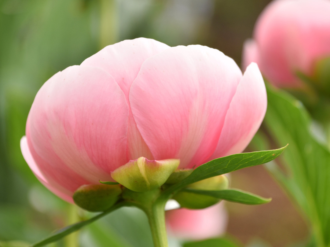 Adelman Peony Gardens-塞勒姆必去景点