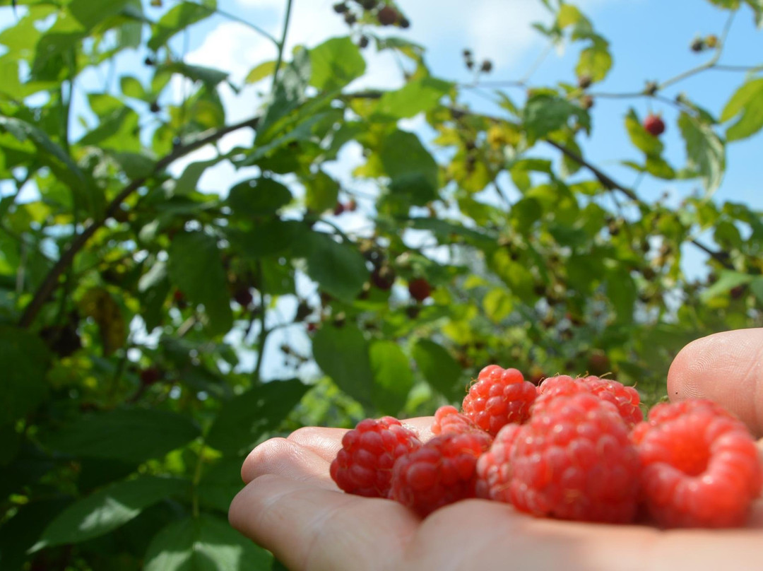 Visit Rosia Montana-Rosia Montana必去景点