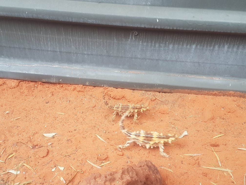 Alice Springs Reptile Centre景点图片