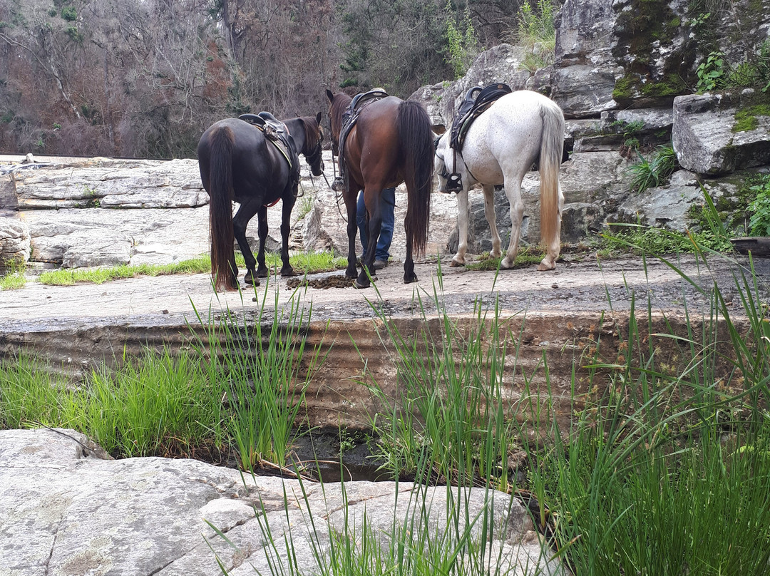 Garden Route Horse Trails景点图片