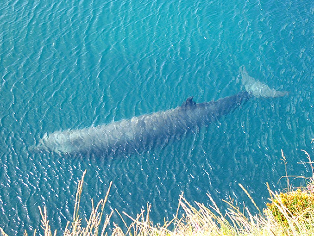 Bellatrix Bed and Breakfast for Women主图