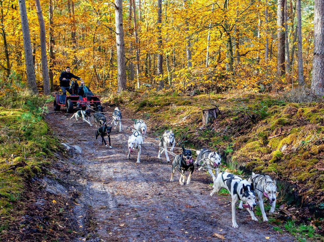 Evasion Canine景点图片