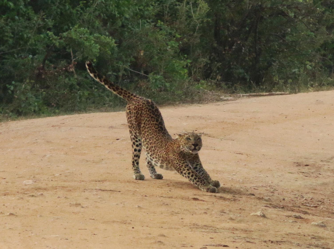 雅拉国家公园观赏野生动物-雅拉国家公园必去景点
