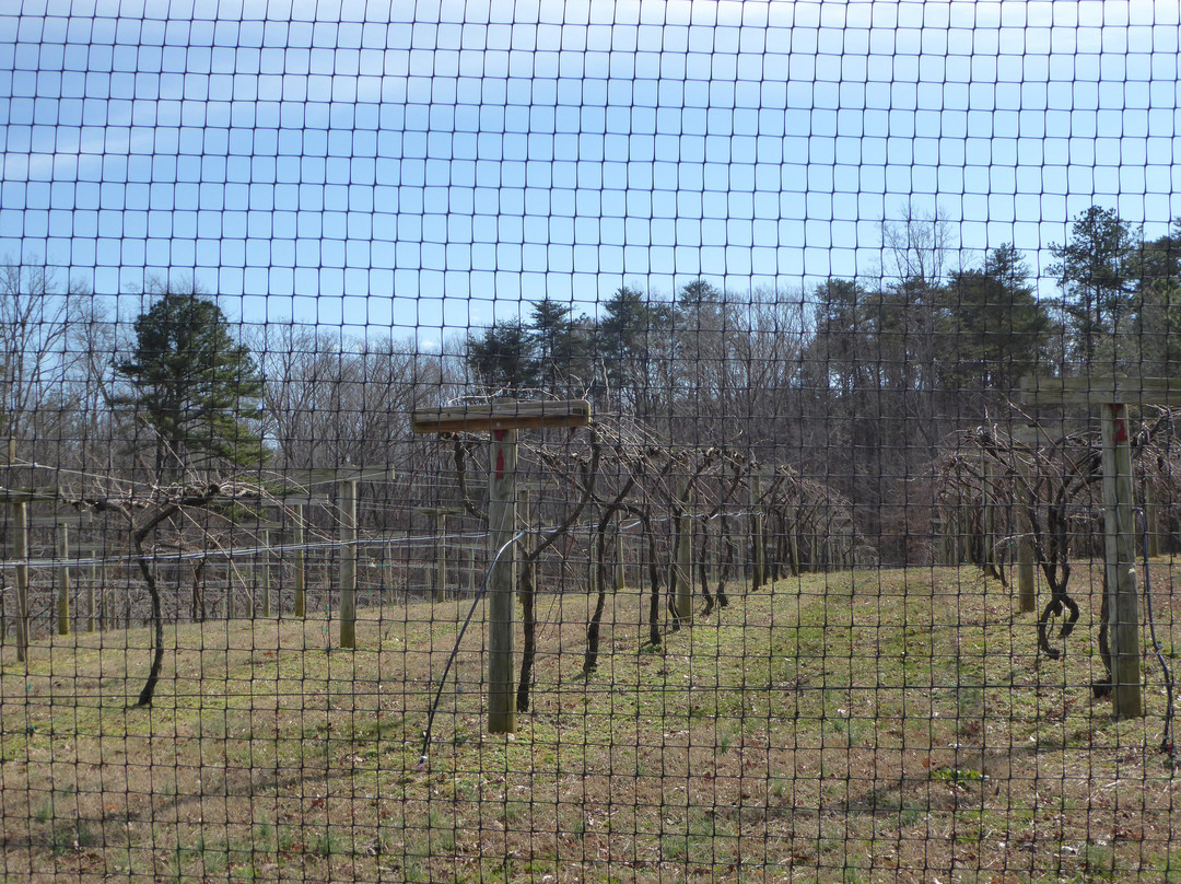 Skippers Creek Vineyard景点图片