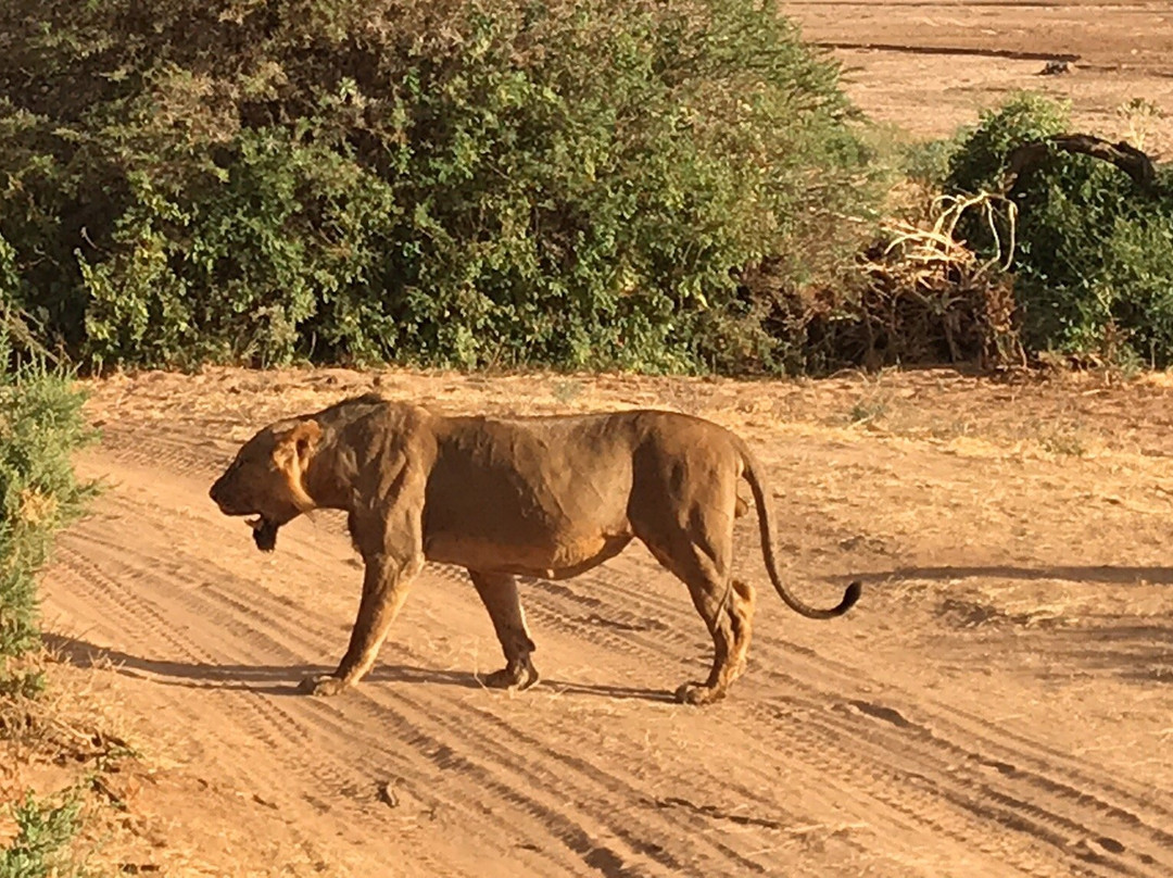 Kalama Community Conservancy-Samburu District必去景点