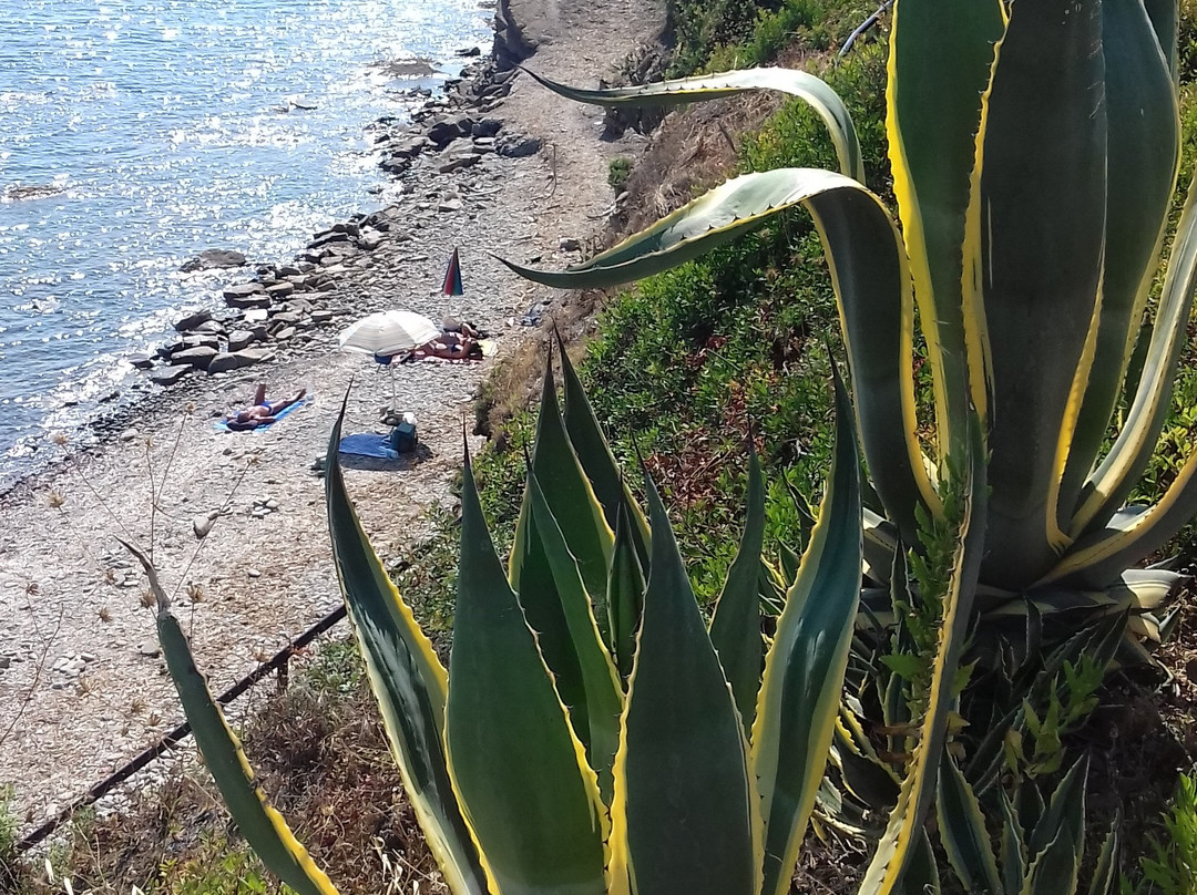 Sentiero “Antica Oliarola”景点图片