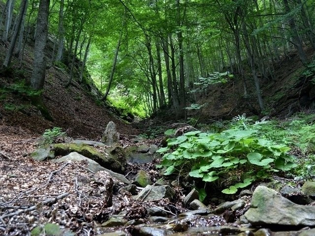 Bosco della Martese-Valle Castellana必去景点