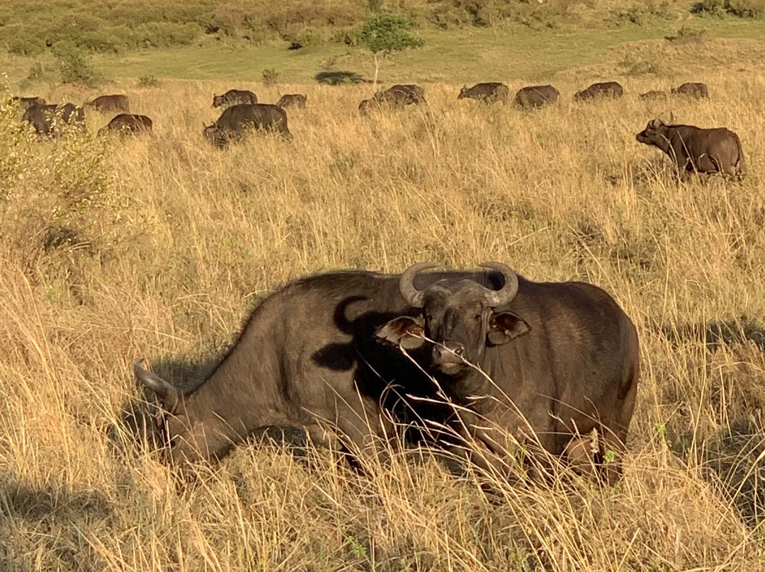 Safariman Expeditions-内罗毕必去景点