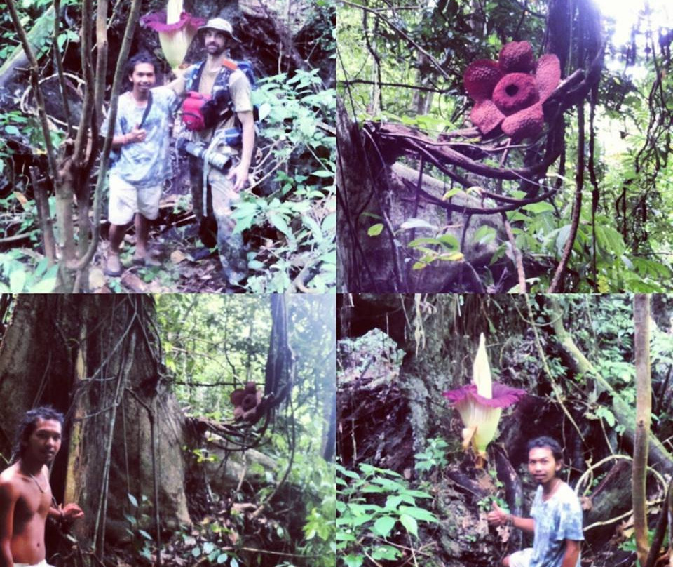Trekking Bukit Lawang-武吉拉旺必去景点