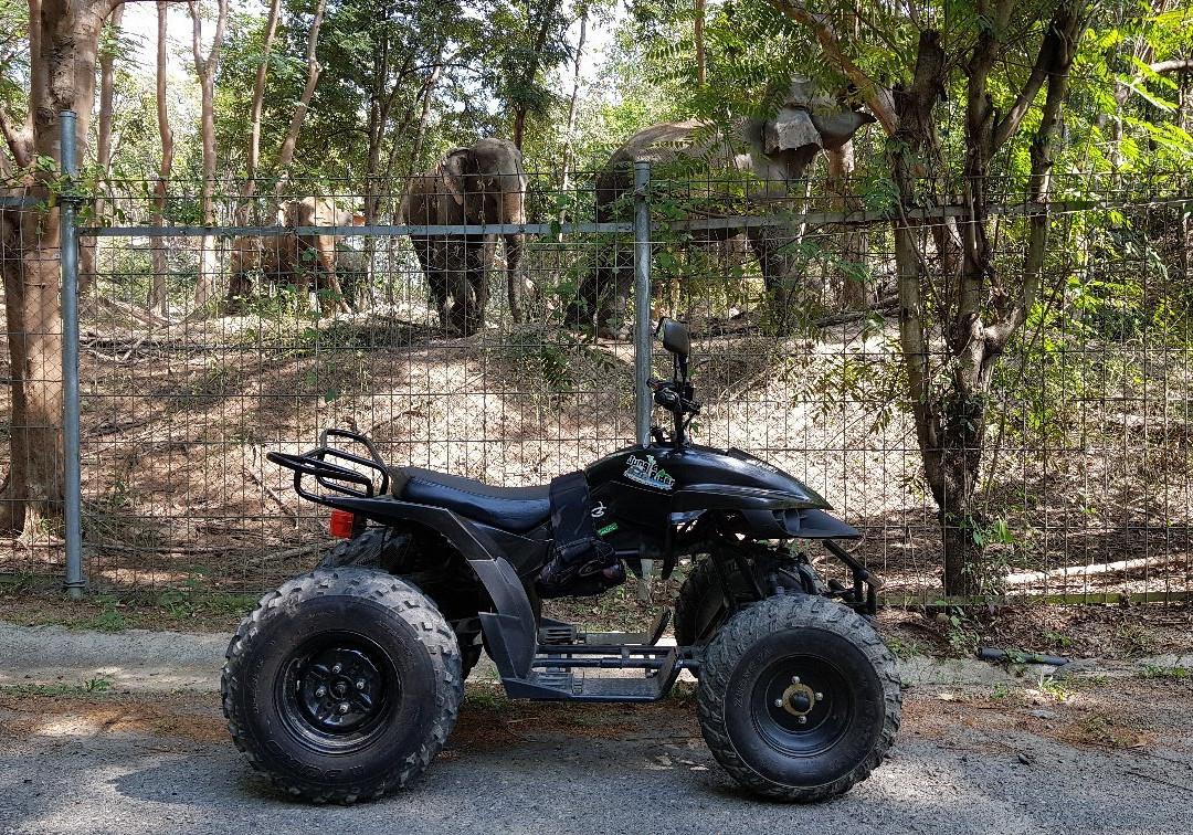 The Jungle Rider景点图片