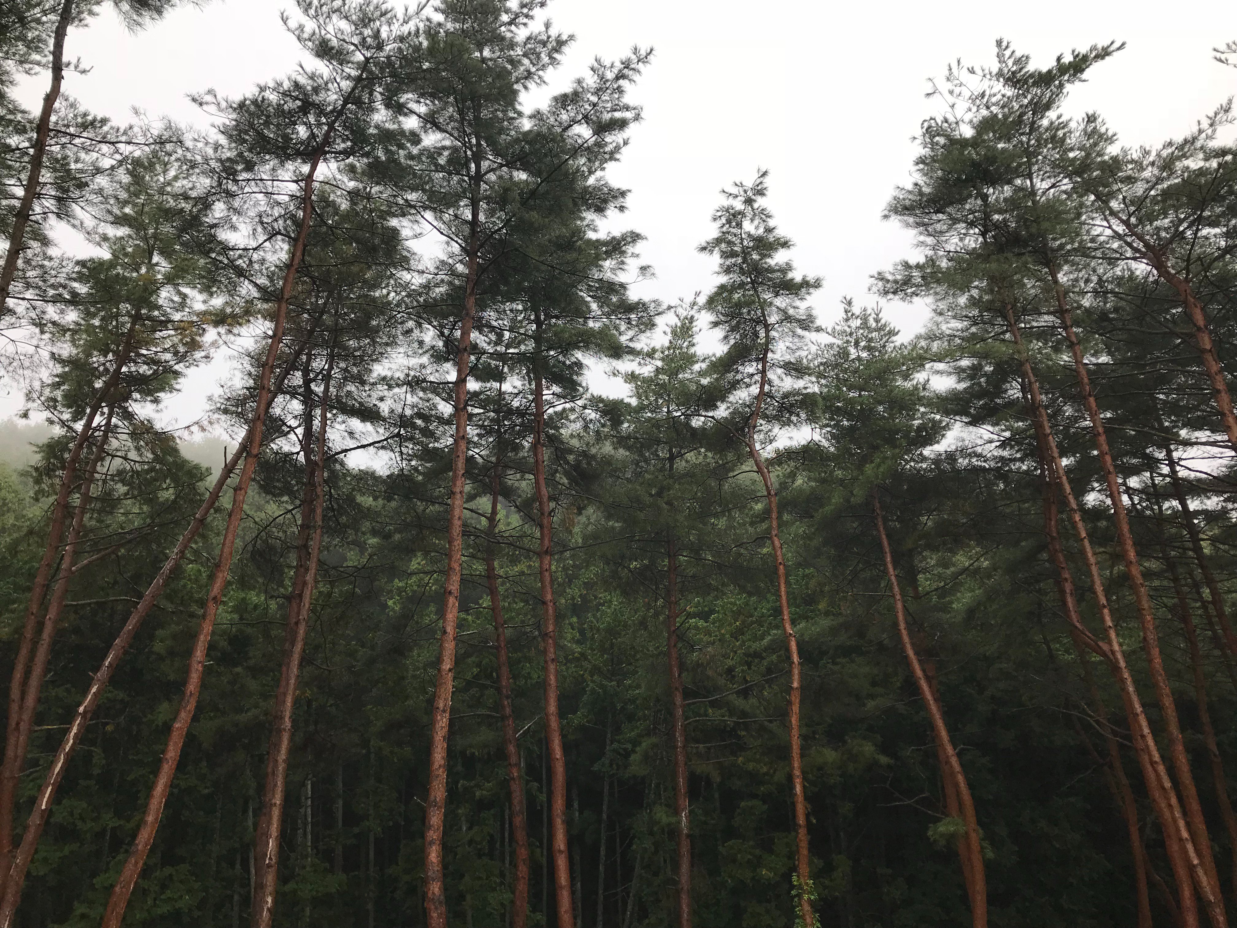 Forrest Inn Mashiko-浴室