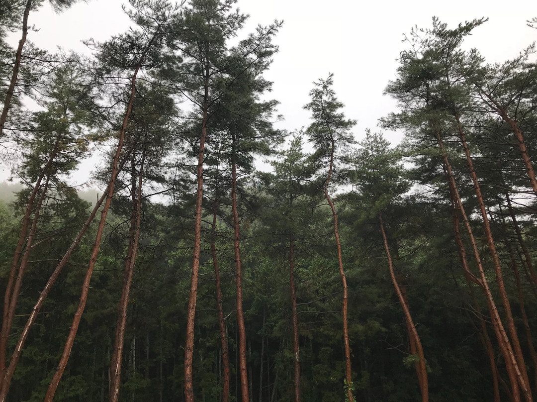 Forrest Inn Mashiko主图