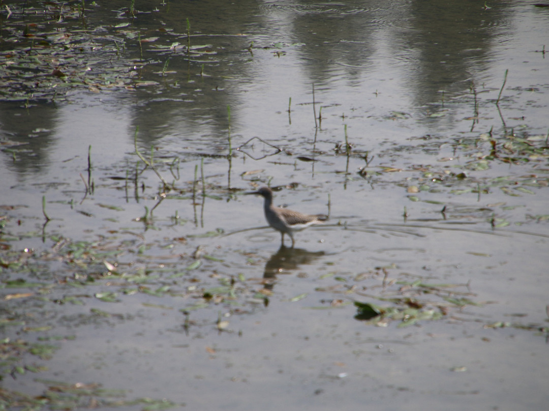 Salmon Arm Bay Nature Enhancement Society景点图片