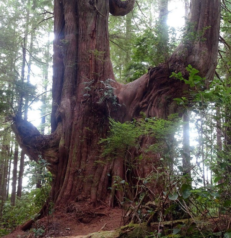 The Big Tree Trail景点图片