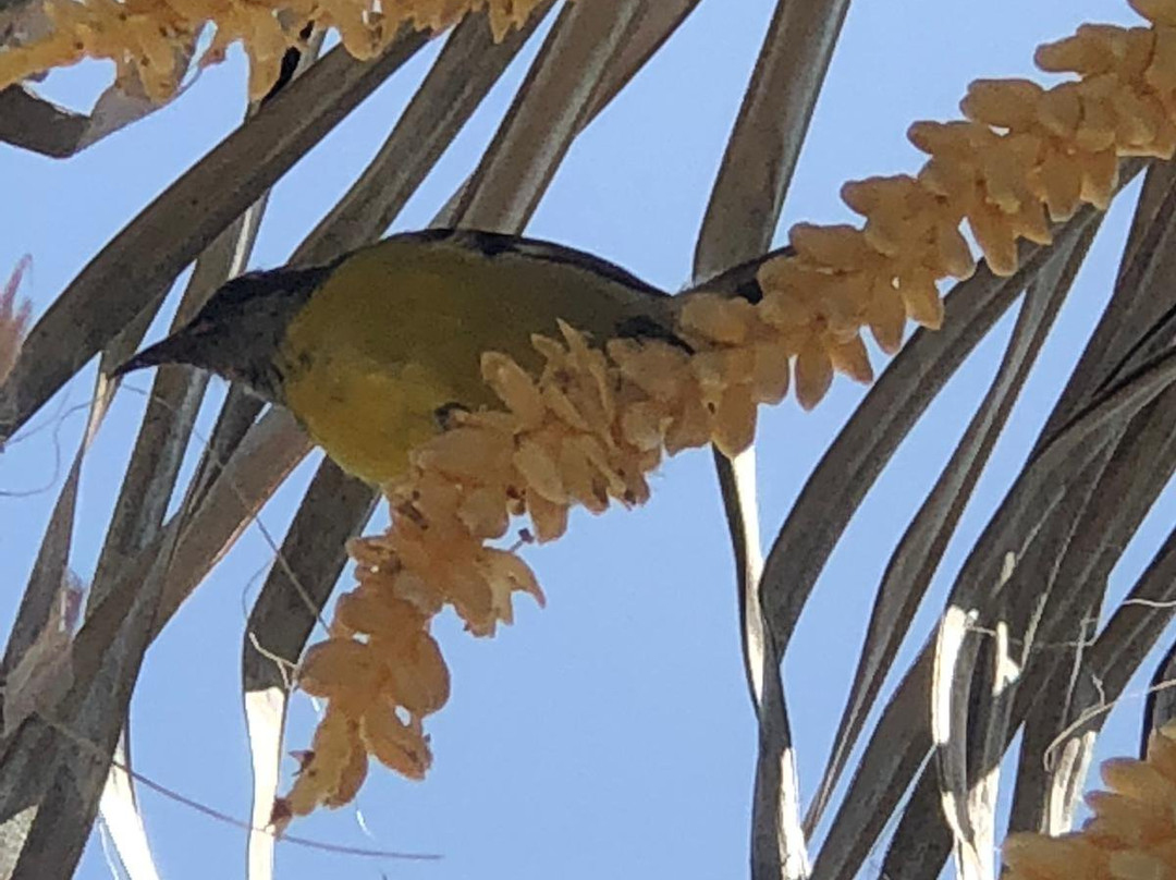 Playa Sardinera-Hatillo必去景点
