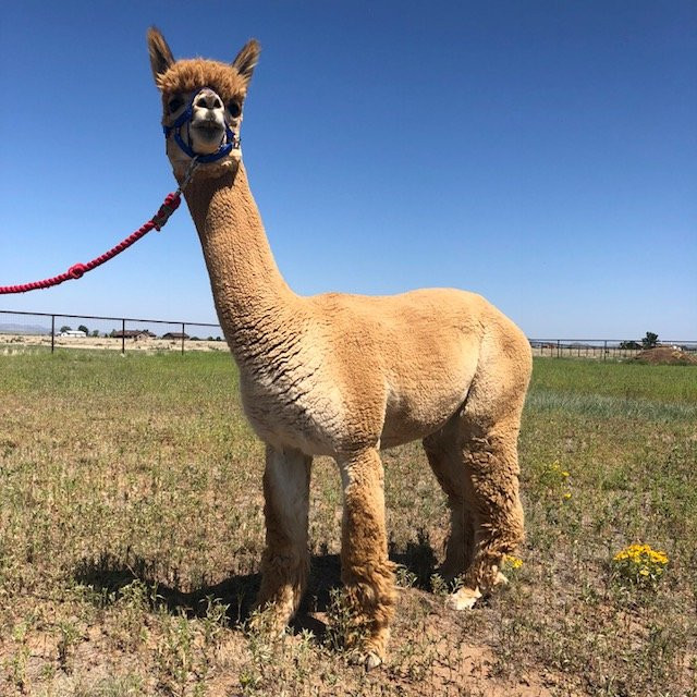 Plum Creek Alpacas-Bradfordsville必去景点