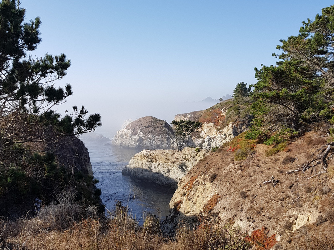 Ghost Tree-圆石滩必去景点