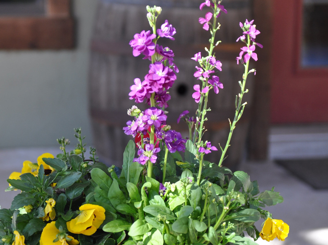 Fiesta Winery 290-弗雷德里克斯堡必去景点