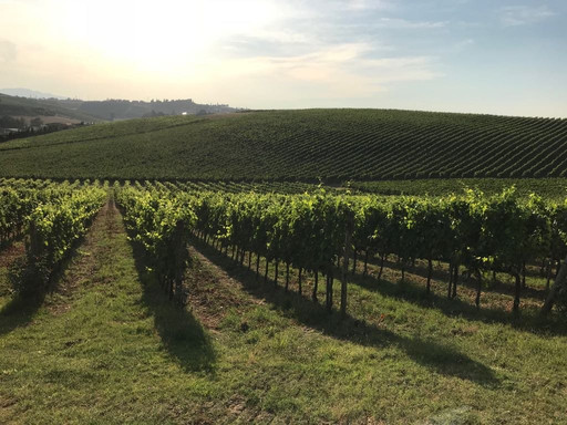 Cantine Leonardo Da Vinci
