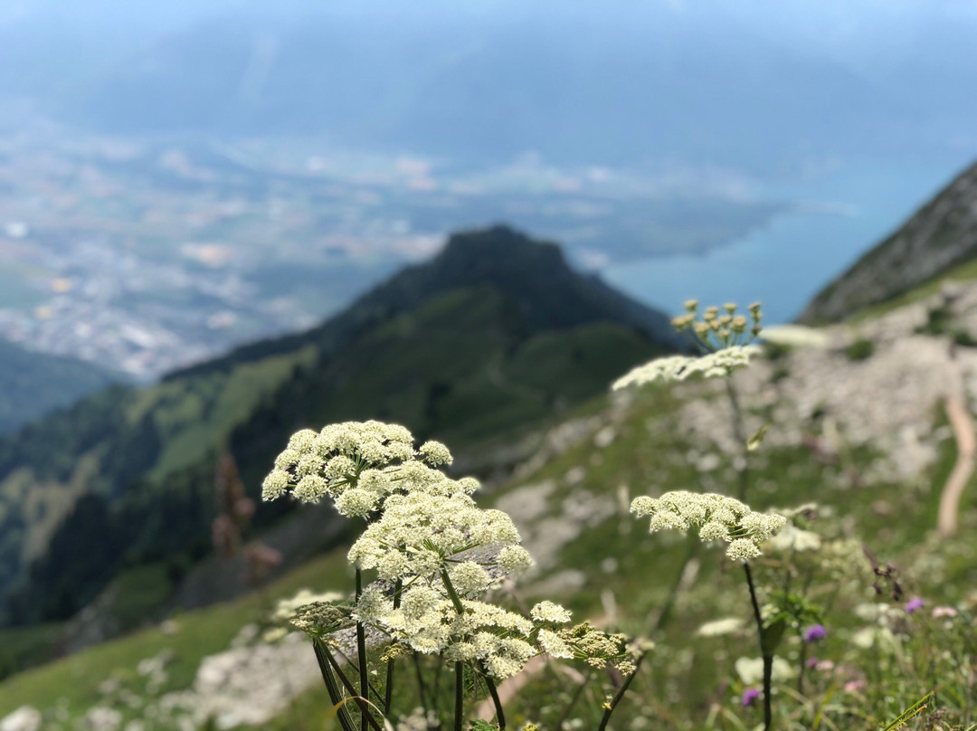 罗什德内山景点图片