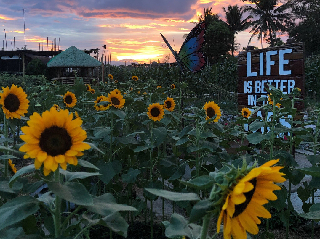 Girasoles Farm Candelaria-Candelaria必去景点