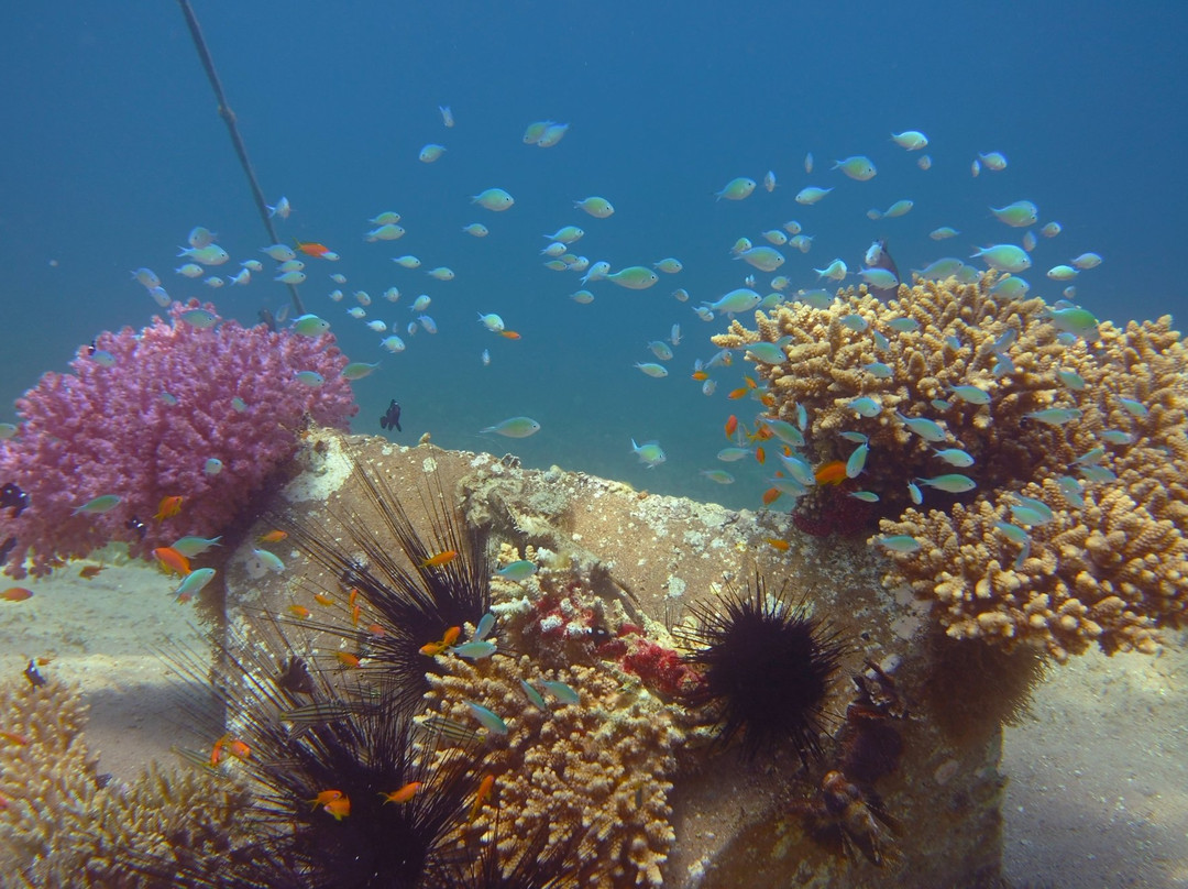 The Dive Center-亚喀巴必去景点