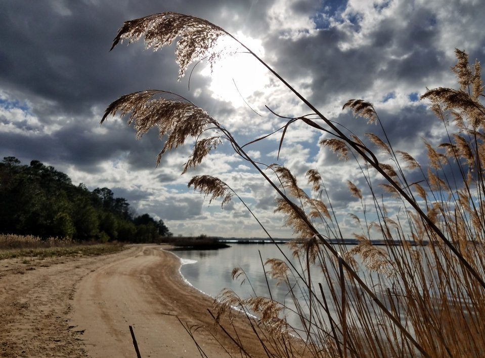 Hog Island Wildlife Management Area-Surry必去景点