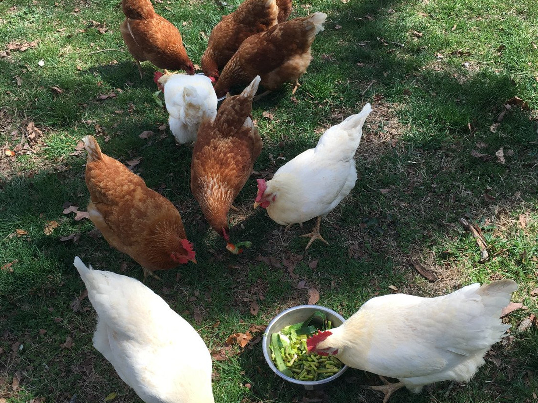 Pacabella Farm Alpacas & Boutique-Wirtz必去景点