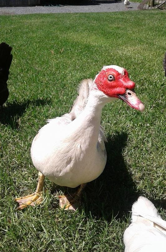 Matakana Country Park-马塔卡纳小镇必去景点