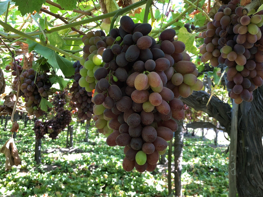 Agroturismo, Uva Dulce