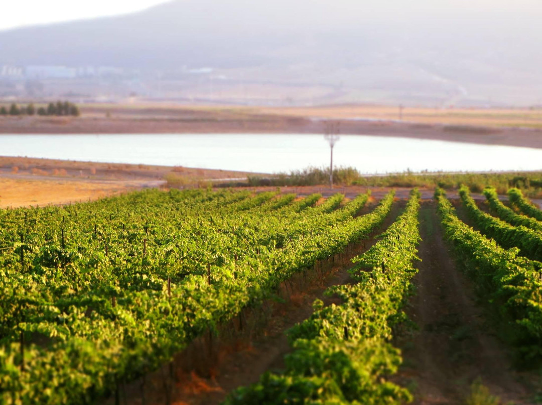 Sadot Winery景点图片