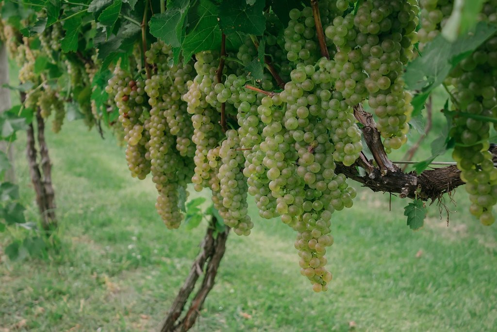 Rockside Winery and Vineyards景点图片