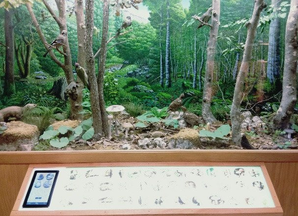 Museo Naturalistico Patrizio Rigoni景点图片