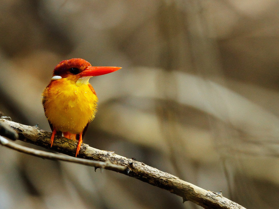 Birdpacker Birding Tours Baluran-巴纽旺宣必去景点