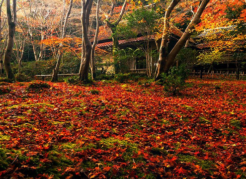京都MK观光车-京都市必去景点