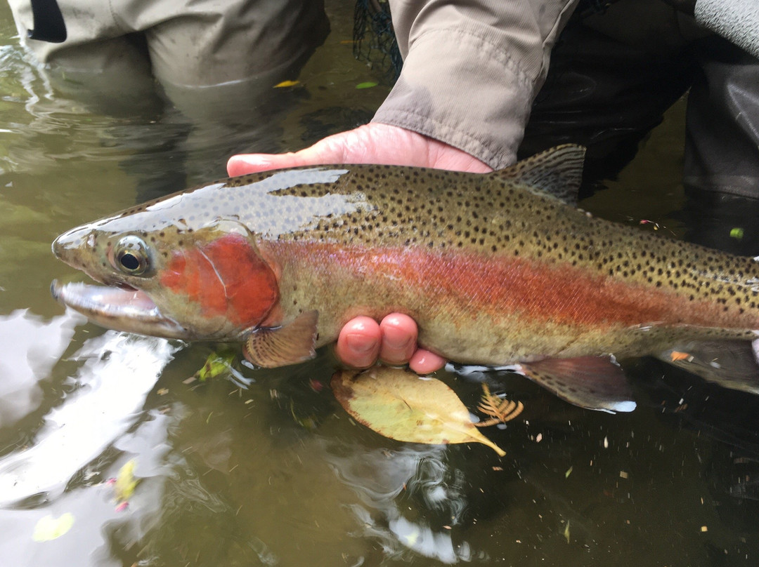 Wiltons World of Fly Fishing景点图片