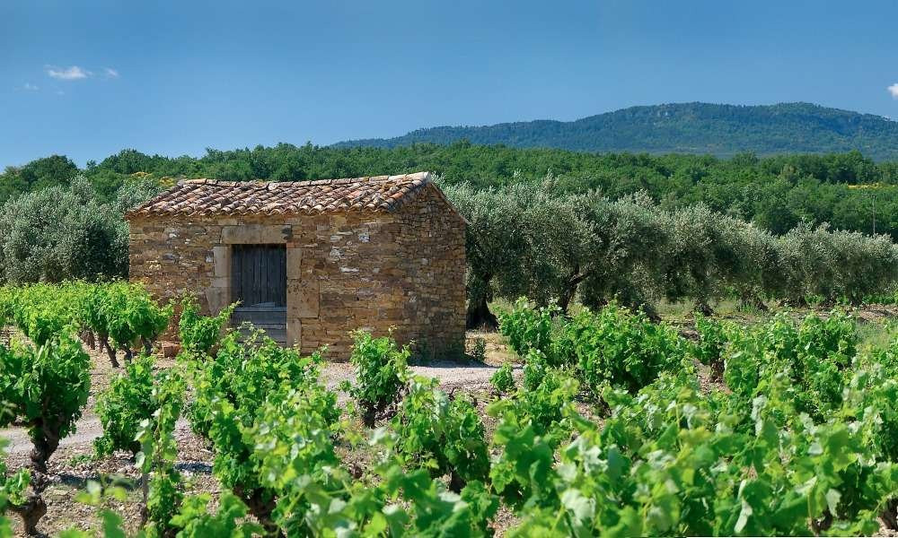 Vignerons Terroirs Terres Romanes-Vinca必去景点