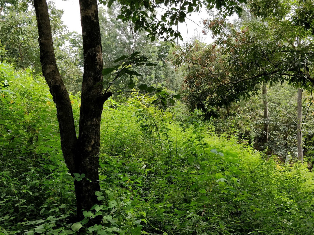 Karadiyur View Point景点图片
